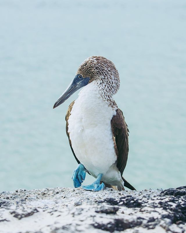 Photo taken at Santa Cruz, Galapagos, Ecuador